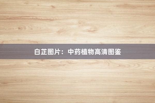 白芷图片：中药植物高清图鉴